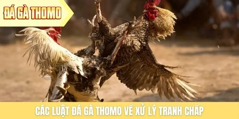 Các luật đá gà Thomo về xử lý tranh chấp Các luật đá gà Thomo về xử lý tranh chấp