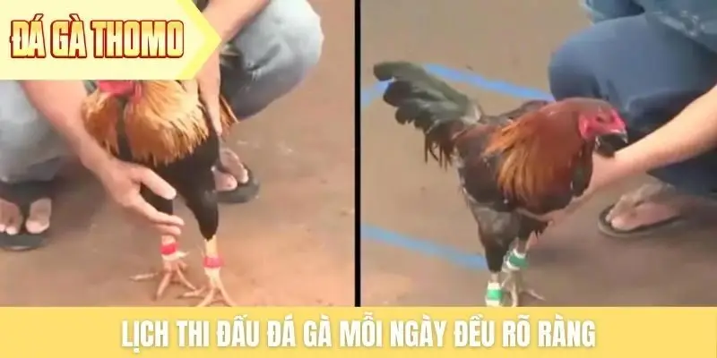 Lịch thi đấu đá gà mỗi ngày đều rõ ràng