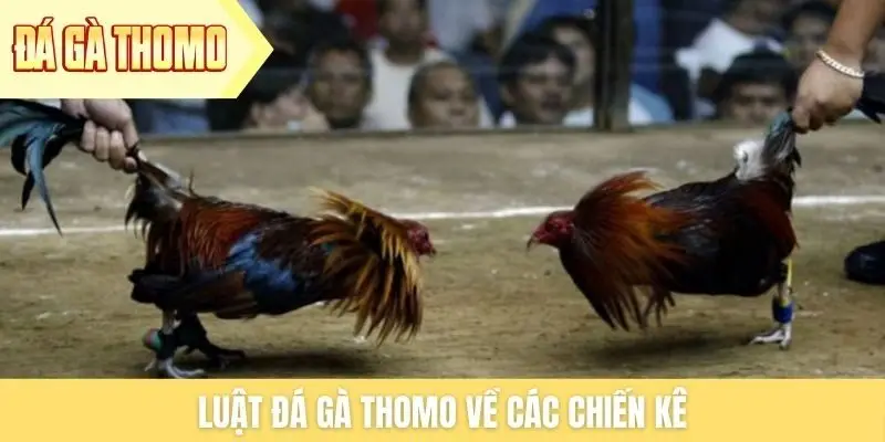 Luật đá gà Thomo về các chiến kê Luật đá gà Thomo về các chiến kê