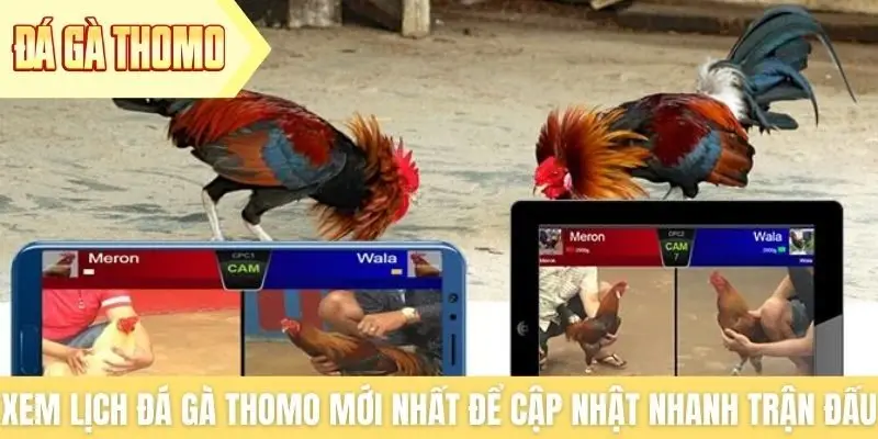 Xem lịch đá gà Thomo mới nhất để cập nhật nhanh trận đấu