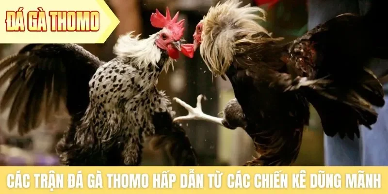 Các trận đá gà Thomo hấp dẫn đến từ các chiến kê dũng mãnh Các trận đá gà Thomo hấp dẫn đến từ các chiến kê dũng mãnh