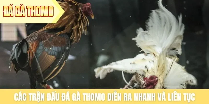 Các trận đấu đá gà Thomo diễn ra nhanh và liên tục Các trận đấu đá gà Thomo diễn ra nhanh và liên tục