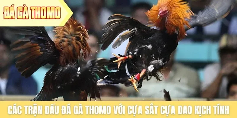 Các trận đấu đá gà Thomo với cựa sắt cựa dao rất kịch tính Các trận đấu đá gà Thomo với cựa sắt cựa dao rất kịch tính