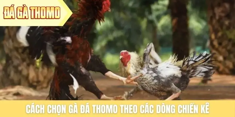 Cách chọn gà đá Thomo theo các dòng chiến kê Cách chọn gà đá Thomo theo các dòng chiến kê