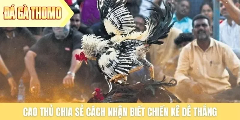Cao thủ chia sẻ cách nhận biết chiến kê dễ thắng Cao thủ chia sẻ cách nhận biết chiến kê dễ thắng