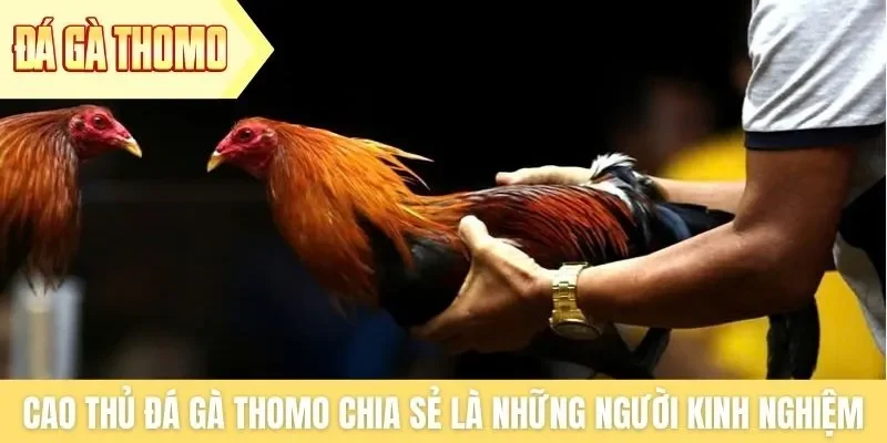 Cao thủ đá gà Thomo chia sẻ là những người có kinh nghiệm Cao thủ đá gà Thomo chia sẻ là những người có kinh nghiệm