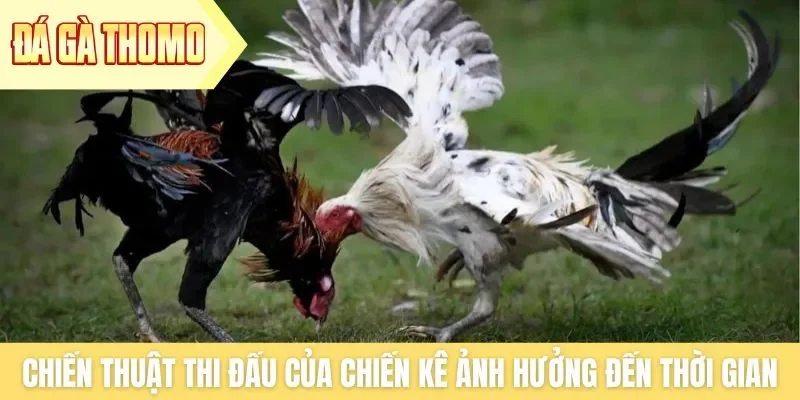 Chiến thuật thi đấu của chiến kê ảnh hưởng đến thời gian Chiến thuật thi đấu của chiến kê ảnh hưởng đến thời gian
