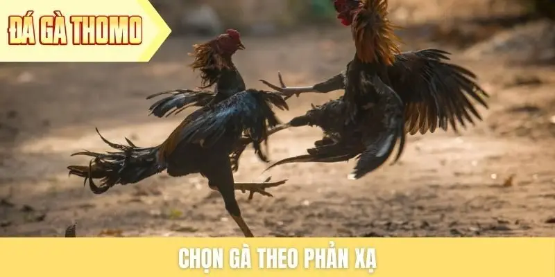 Chọn gà theo phản xạ Chọn gà theo phản xạ