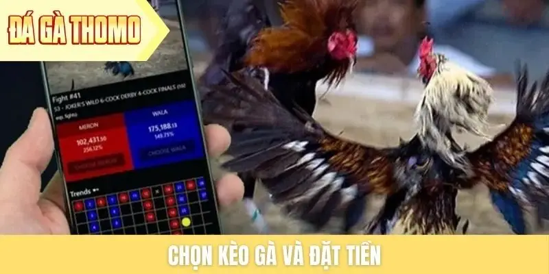 Chọn kèo gà và đặt tiền Chọn kèo gà và đặt tiền
