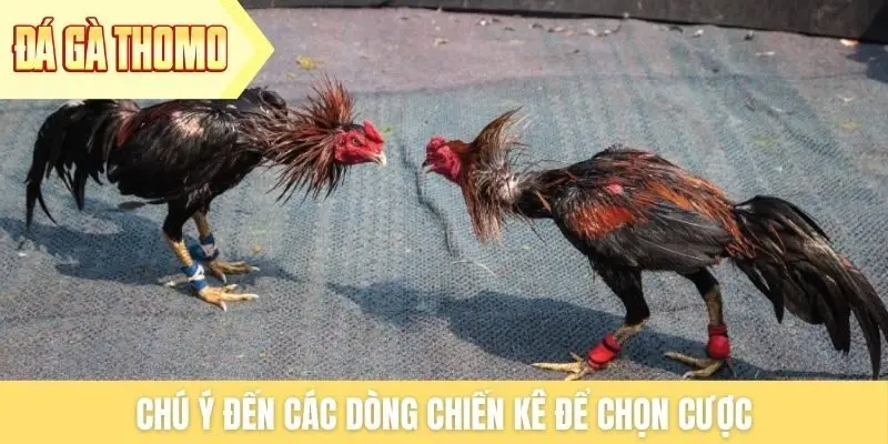 Chú ý đến các dòng chiến kê để chọn cược Chú ý đến các dòng chiến kê để chọn cược