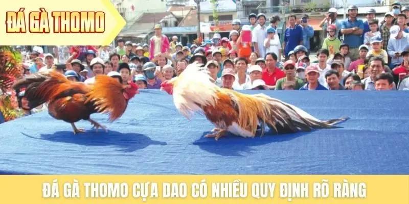 Đá gà Thomo cựa dao có nhiều quy định rõ ràng Đá gà Thomo cựa dao có nhiều quy định rõ ràng