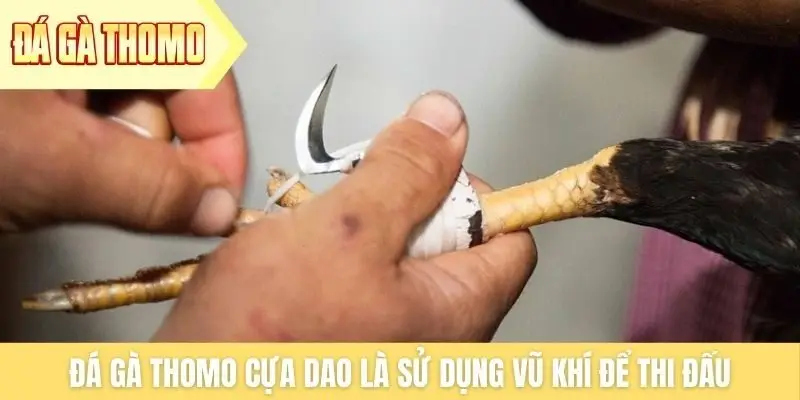 Đá gà Thomo cựa dao là sử dụng vũ khí để thi đấu Đá gà Thomo cựa dao là sử dụng vũ khí để thi đấu