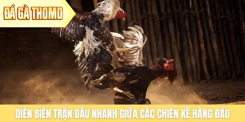 Diễn biến trận đấu nhanh giữa các chiến kê hàng đầu Diễn biến trận đấu nhanh giữa các chiến kê hàng đầu
