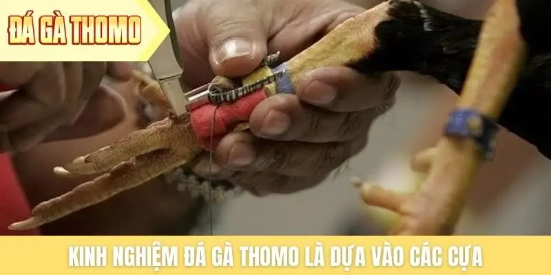 Kinh nghiệm đá gà Thomo là dựa vào các cựa Kinh nghiệm đá gà Thomo là dựa vào các cựa