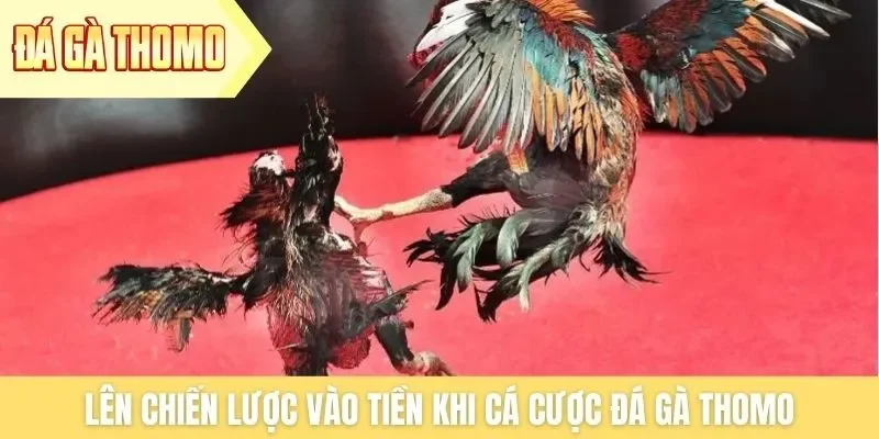 Lên chiến lược vào tiền khi cá cược đá gà Thomo Lên chiến lược vào tiền khi cá cược đá gà Thomo