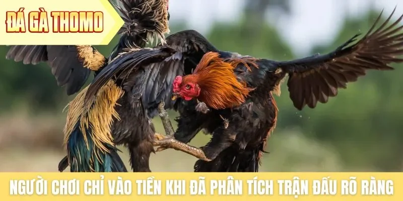 Người chơi chỉ vào tiền khi đã phân tích trận đấu rõ ràng Người chơi chỉ vào tiền khi đã phân tích trận đấu rõ ràng