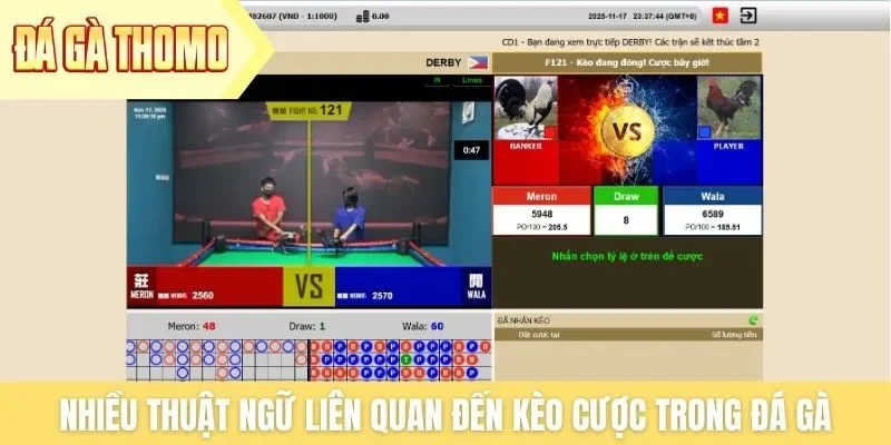 Nhiều thuật ngữ liên quan đến kèo cược trong trận đấu đá gà Nhiều thuật ngữ liên quan đến kèo cược trong trận đấu đá gà