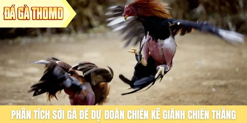 Phân tích sới gà chi tiết để dự đoán chiến kê giành chiến thắng Phân tích sới gà chi tiết để dự đoán chiến kê giành chiến thắng