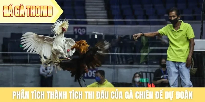 Phân tích thành tích thi đấu của gà chiến để dự đoán Phân tích thành tích thi đấu của gà chiến để dự đoán