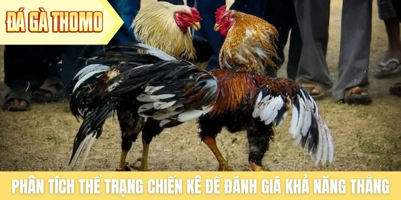 Phân tích thể trạng chiến kê để đánh giá khả năng thắng Phân tích thể trạng chiến kê để đánh giá khả năng thắng