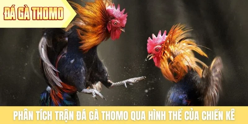 Phân tích trận đá gà Thomo qua hình thể của chiến kê Phân tích trận đá gà Thomo qua hình thể của chiến kê