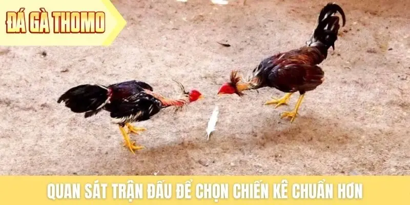 Quan sát trận đấu để chọn chiến kê chuẩn hơn Quan sát trận đấu để chọn chiến kê chuẩn hơn