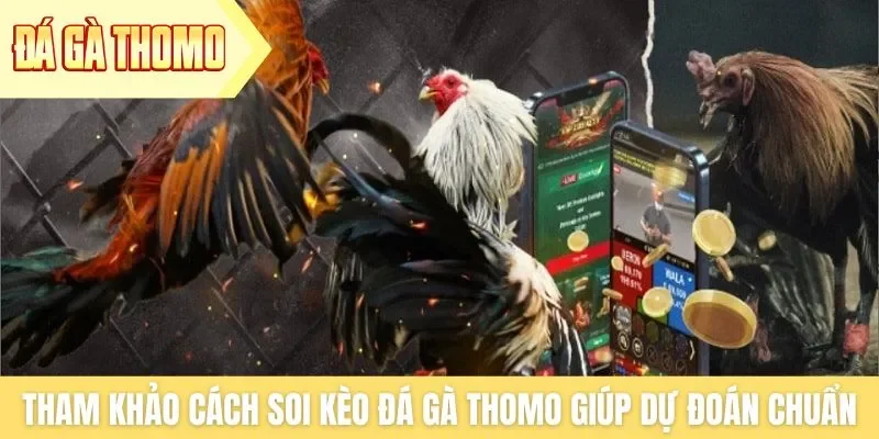 Tham khảo cách soi kèo đá gà Thomo giúp dự đoán chuẩn hơn Tham khảo cách soi kèo đá gà Thomo giúp dự đoán chuẩn hơn
