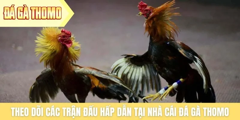 Theo dõi các trận đấu hấp dẫn tại nhà cái Đá Gà Thomo Theo dõi các trận đấu hấp dẫn tại nhà cái Đá Gà Thomo