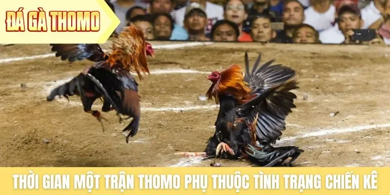 Thời gian một trận Thomo phụ thuộc vào tình trạng chiến kê Thời gian một trận Thomo phụ thuộc vào tình trạng chiến kê